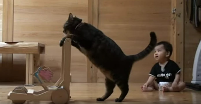 bipedal-cat-baby
