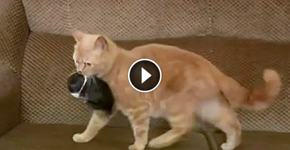 Cat Brings Home A Baby Bunny One Morning. Then Family See Her Feeding