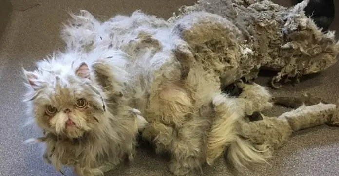cat-covered-in-matted-fur