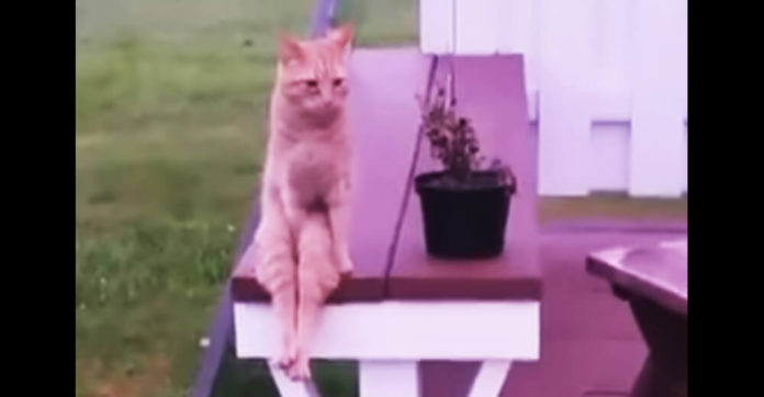 cat-sits-like-a-human