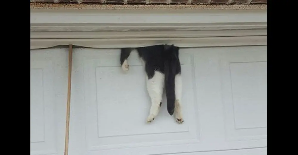 garage door cat stuck sleeping office sleeps she ascension owner mindful parish sheriff credit relayhero