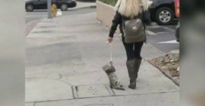 cruel-cat-dragger