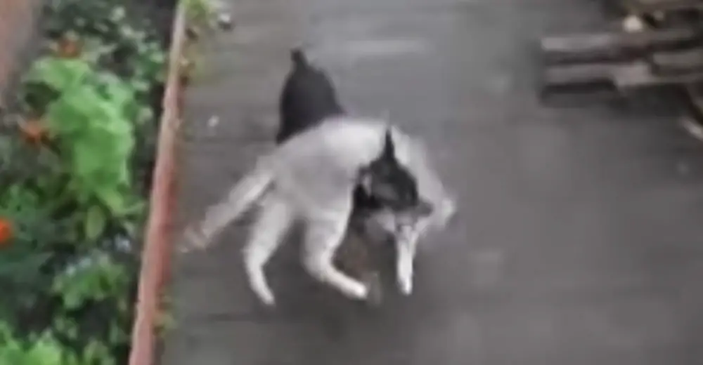 Dog Instructed To Bring Home Their Cat Does It In The Most Hilarious