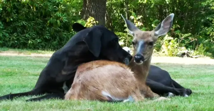 dog-deer-bff