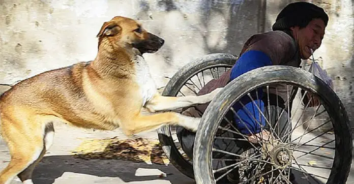 dog-pushes-his-disabled-human