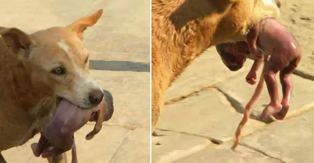 Hungry Stray Dog Spots A Newborn Baby While Searching For