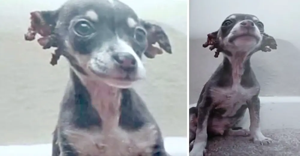 Puppy Who Suffered Horrific Chemical Burns Finally Finds A Family Who