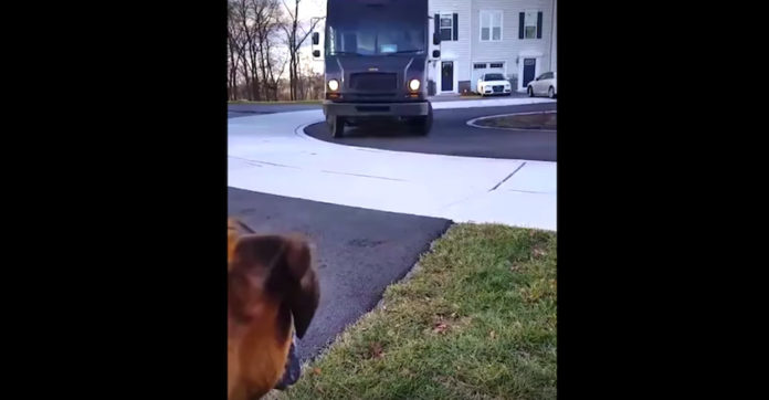 dog-ups-guy