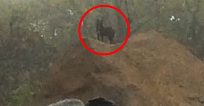 dog7