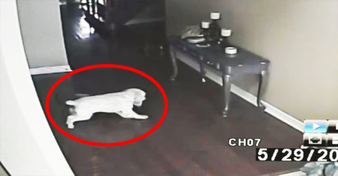 dog7
