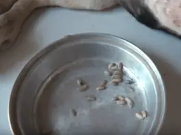 download mango worms in dogs