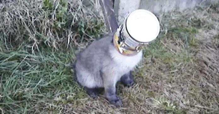 fox-head-stuck fox head stuck in can