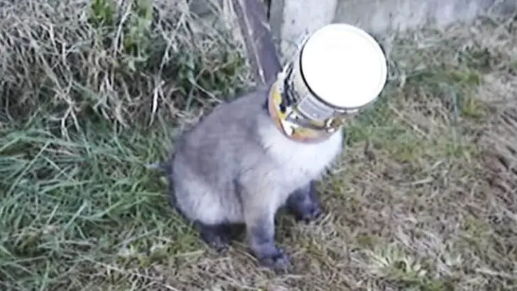 fox head stuck in can