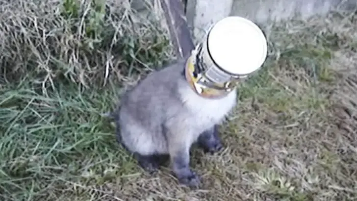 fox head stuck in can