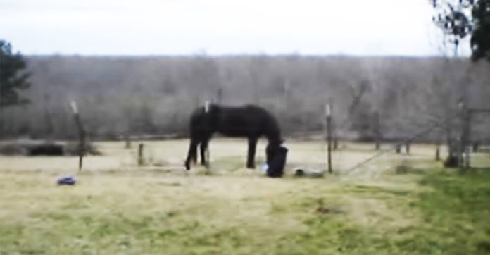 horse-acting-strange