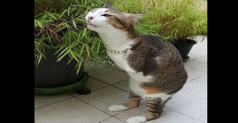What is normal play between a female and a male cat that are both
