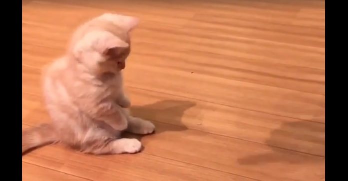 kitten-notices-shadow