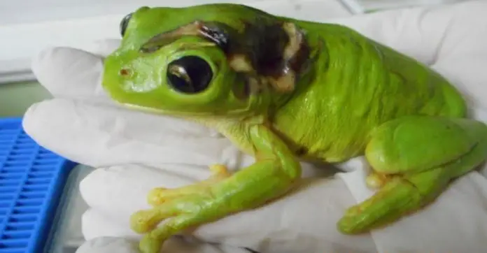 lawnmower-frog-care