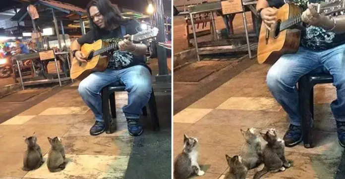 man-serenades-to-kittens (Custom)