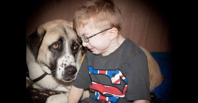 owen-and-haatchi-documentary