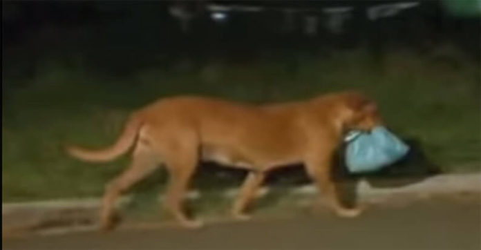 Dog Painstakingly Travels Four Miles Everyday — Just To Fetch A Plastic