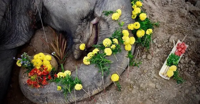 rescued-elephant-funeral