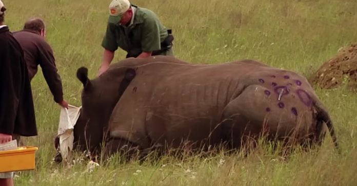 rhino-poachers-baby