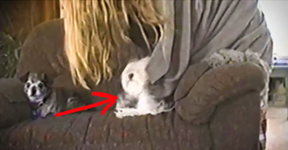 She Rubs Her Dog Using Her Blanket — Then Everyone Can't Stop Laughing