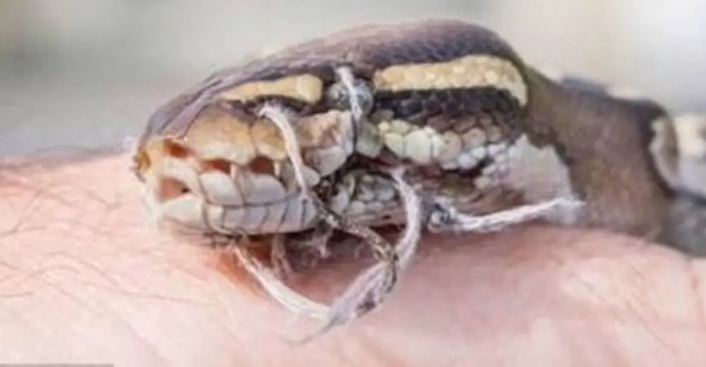 Baby Snake Found With Mouth Sewn Shut Outside Miami Home