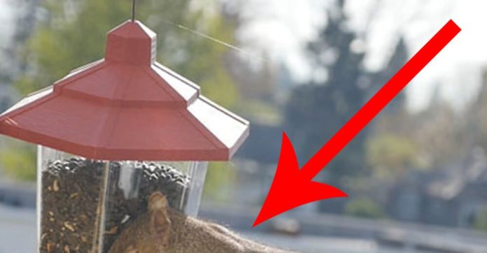 They Put A Bird Feeder Out Overnight And Woke Up To The Most