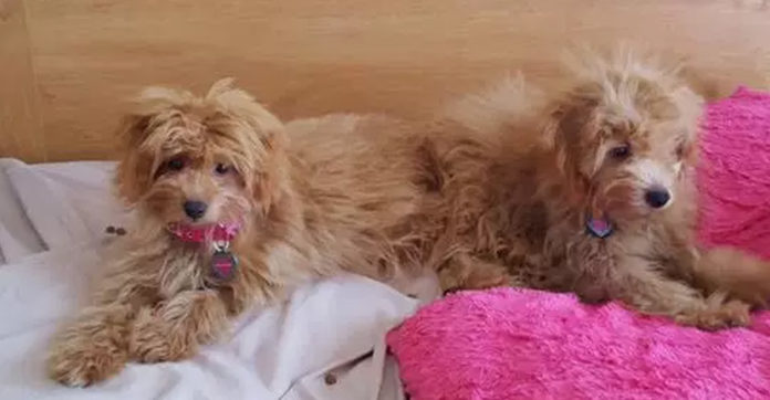 stole-sold-dogs