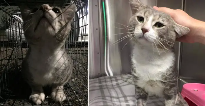 stray-cat-trap-kittens