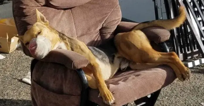 tortured-dead-dog