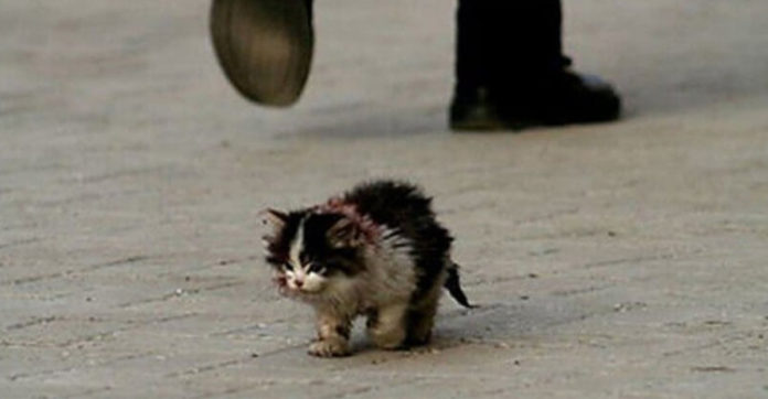 Image result for Every One Was Told “Not To Touch” This Cat And One Man Didn’t Listen