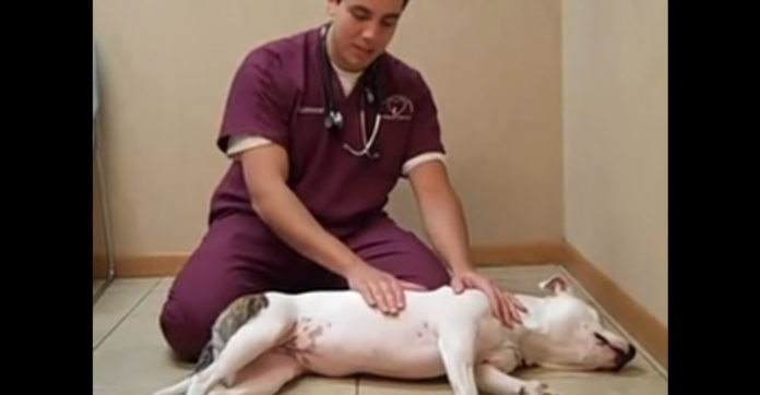 vet-relief-choking