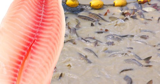 tilapia