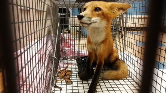 rescued fox