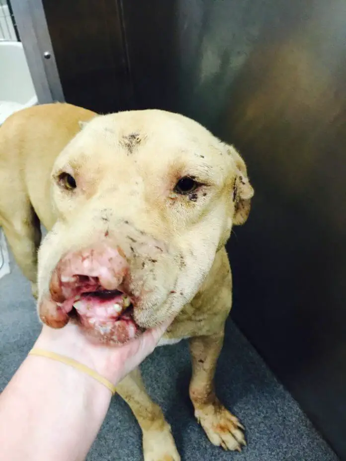 dog with no nose