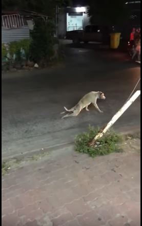 stray dog on the street