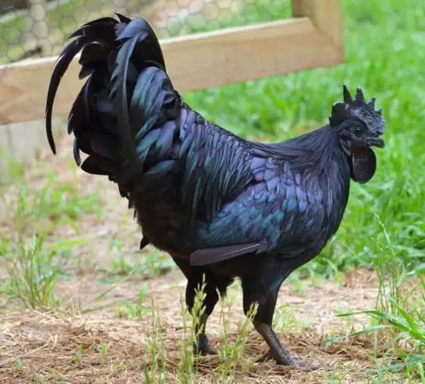 black chicken