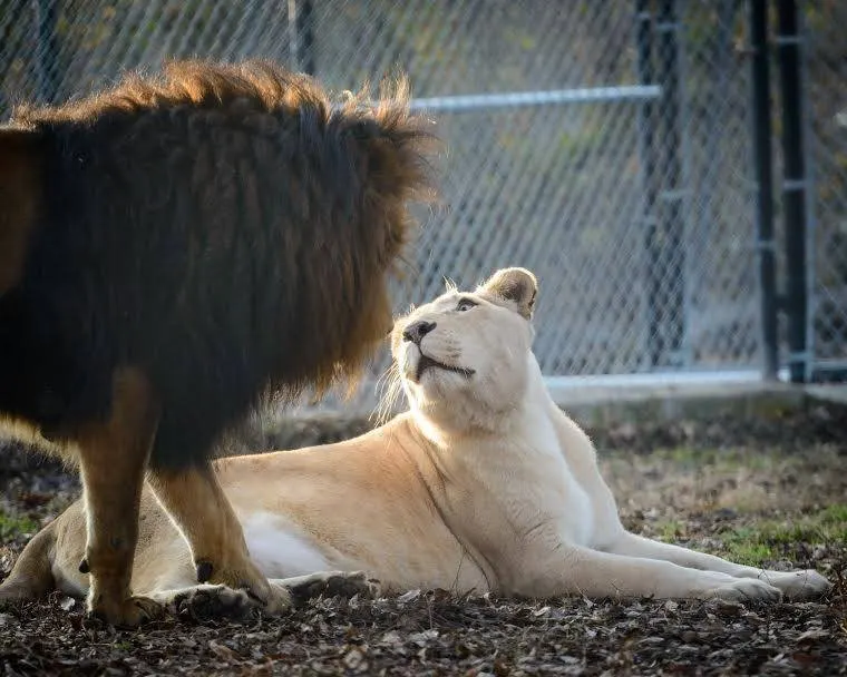 sick lioness finds love