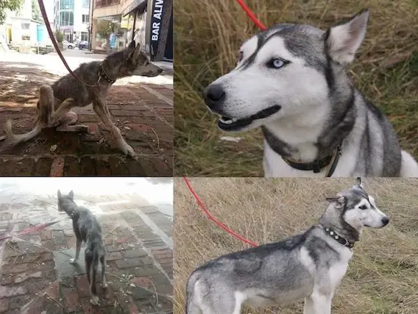 rescued dogs