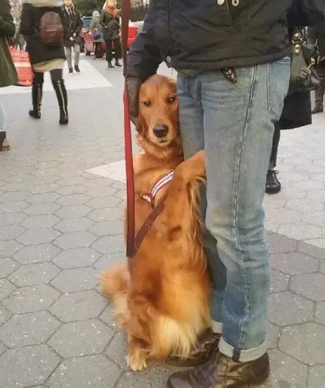 dog hugs people