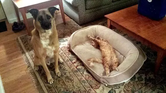 cats on dog beds