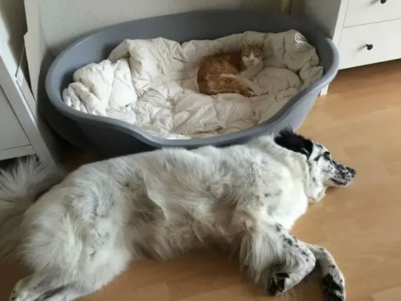 cats on dog beds