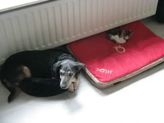 cats on dog beds