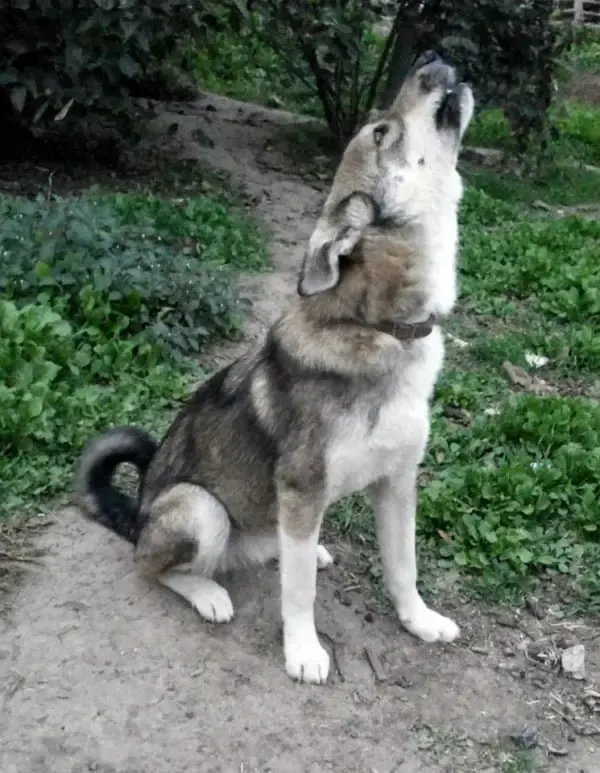 rescued dogs