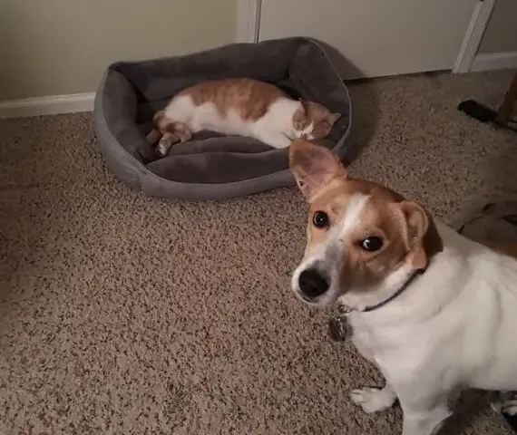 cats on dog beds