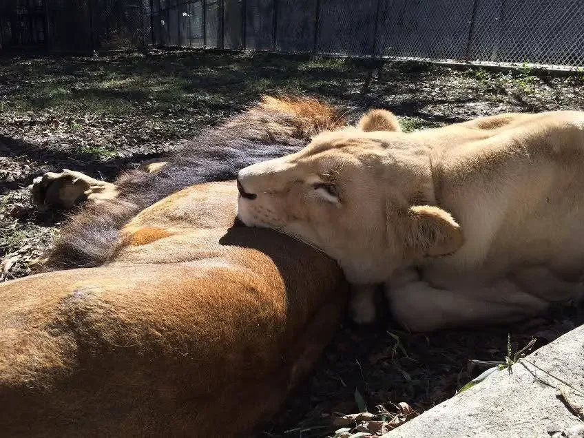 sick lioness finds love