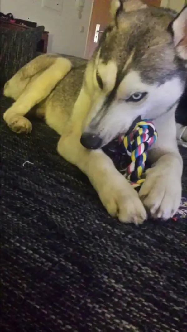 rescued dogs